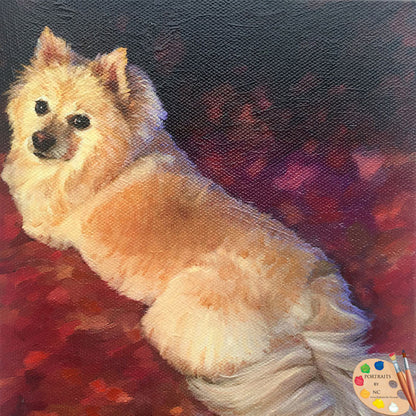 Pomeranian Dog Portrait 496