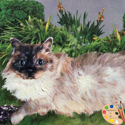 Ragdoll Cat Portrait 528