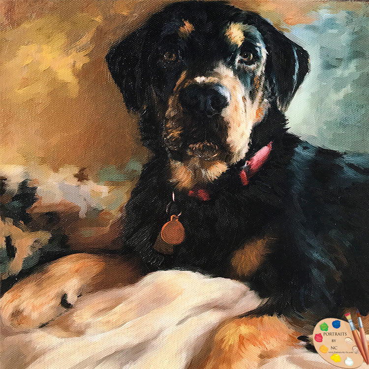 Rottweiler Dog Portrait 509