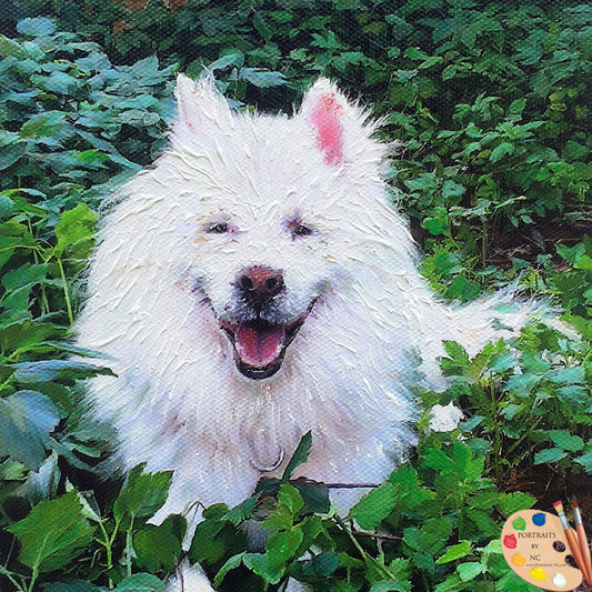 Samoyed Dog Portrait 467