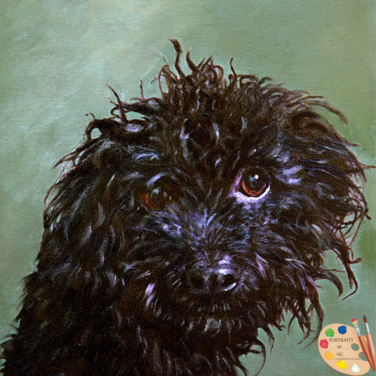 Schnoodle Dog Portrait 442