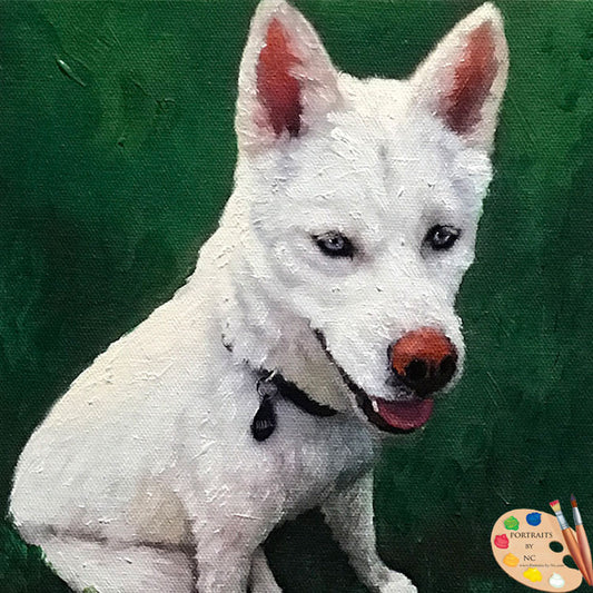 Siberian Husky Dog Portrait 555
