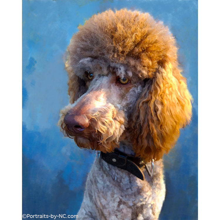 Standard Poodle Dog Portrait 662