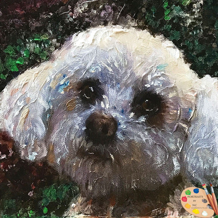 Toy Poodle Dog Portrait from Photo – Portraits and Miniatures by NC