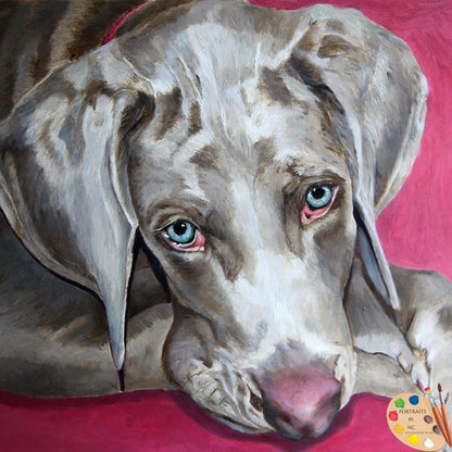 Weimaraner Portrait Scooby 237