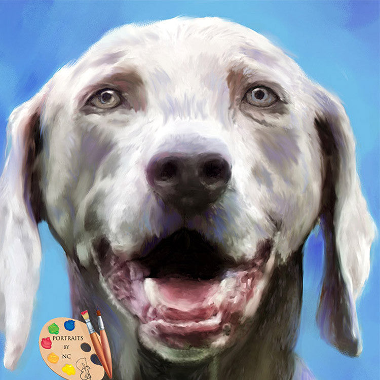 Weimaraner Dog Portrait 352